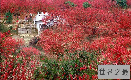 中国最大的桃花谷，最倾城的十里桃花灼灼