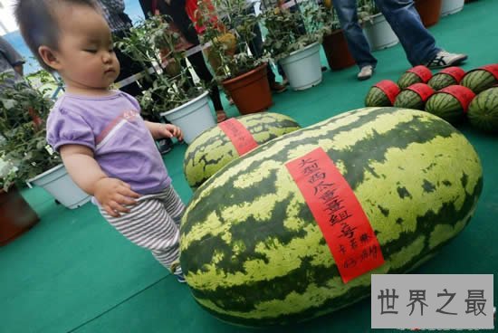 中国最大的西瓜，重达160斤(比人还高)