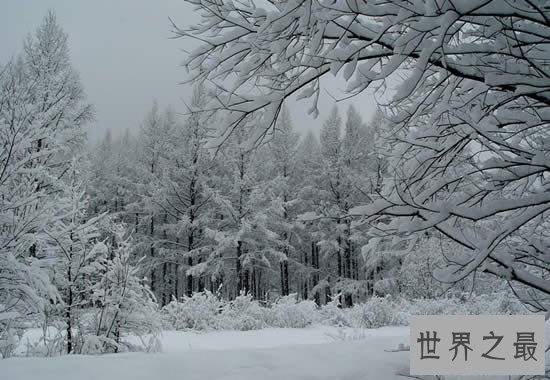 中国最大的原始森林，大兴安岭