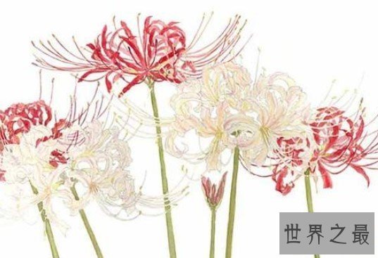 世界四大冥花之一,彼岸花为什么没有叶子