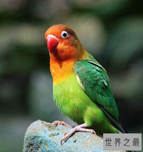 世界十大深受人们宠爱动物,性格软萌,天生喜欢亲近人类