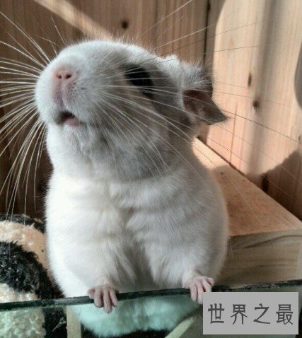 世界十大深受人们宠爱动物,性格软萌,天生喜欢亲近人类
