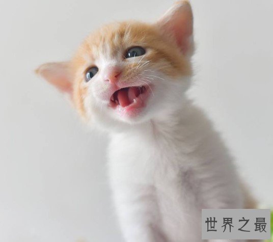 世界十大深受人们宠爱动物,性格软萌,天生喜欢亲近人类