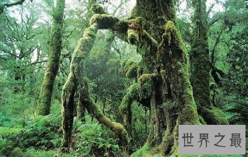 世界十大最恐怖的森林,日本自杀森林,已发现600人自杀!