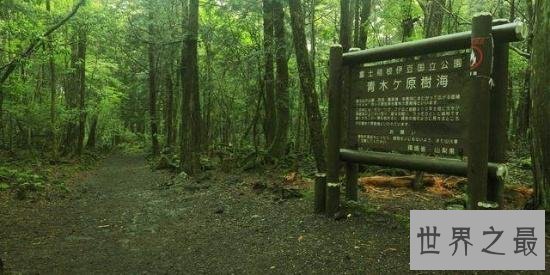 世界十大最恐怖的森林,日本自杀森林,已发现600人自杀!