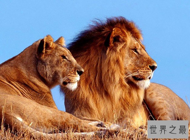 世界十大最致命动物排名：蚊子“荣登榜首”