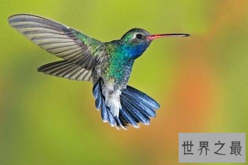 全球十大超能力动物,它的能力最为出众。