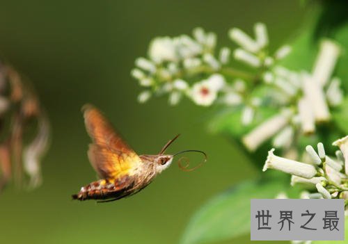 全球十大超能力动物,它的能力最为出众。