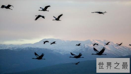 全球十大超能力动物,它的能力最为出众。