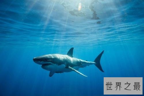 全球十大超能力动物,它的能力最为出众。