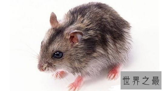 全球十大超能力动物,它的能力最为出众。