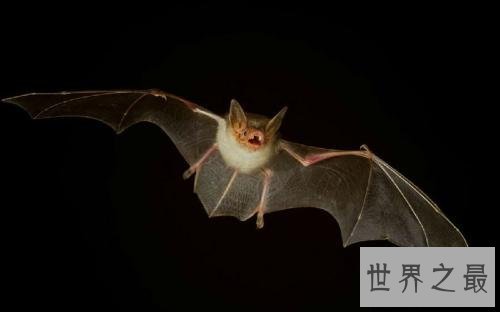 全球十大超能力动物,它的能力最为出众。