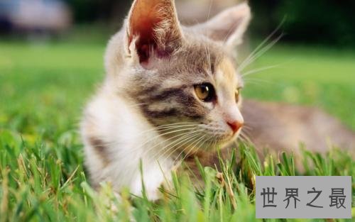 全球十大超能力动物,它的能力最为出众。