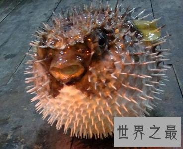 全球十大超能力动物,它的能力最为出众。