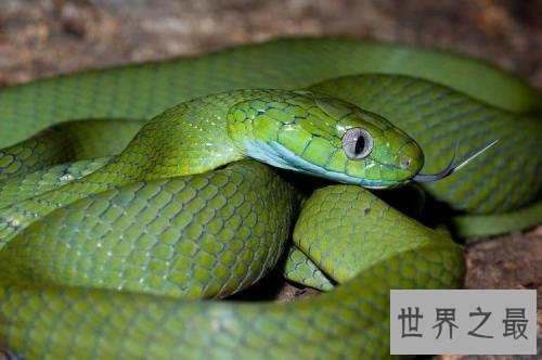 全球十大超能力动物,它的能力最为出众。