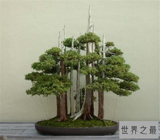 世界十大金奖盆景,一起来欣赏大师级盆景的魅力!