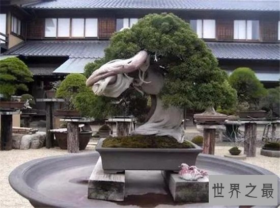 世界十大金奖盆景,一起来欣赏大师级盆景的魅力!