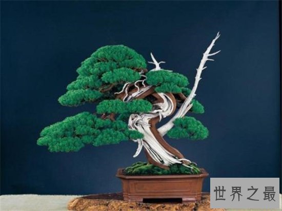 世界十大金奖盆景,一起来欣赏大师级盆景的魅力!