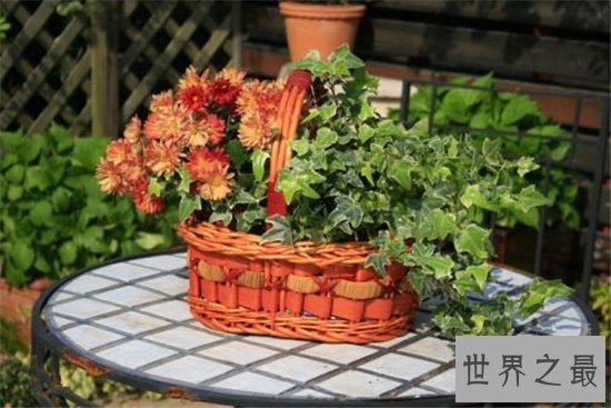 世界十大金奖盆景,一起来欣赏大师级盆景的魅力!