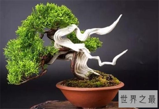 世界十大金奖盆景,一起来欣赏大师级盆景的魅力!
