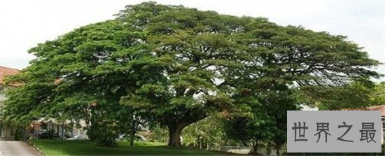 世界十大金奖盆景,一起来欣赏大师级盆景的魅力!