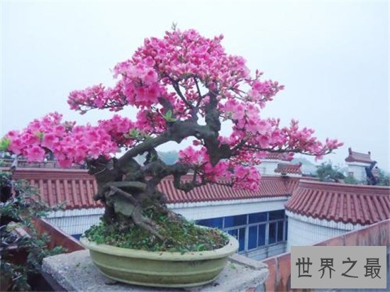 世界十大金奖盆景,一起来欣赏大师级盆景的魅力!