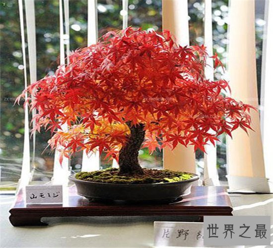 世界十大金奖盆景,一起来欣赏大师级盆景的魅力!