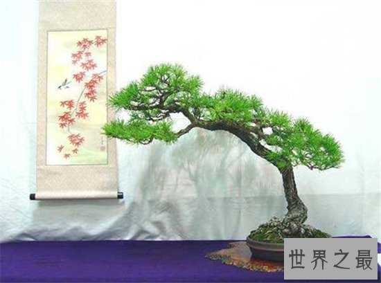 世界十大金奖盆景,一起来欣赏大师级盆景的魅力!