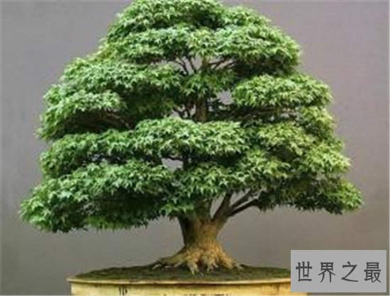 世界十大金奖盆景,一起来欣赏大师级盆景的魅力!