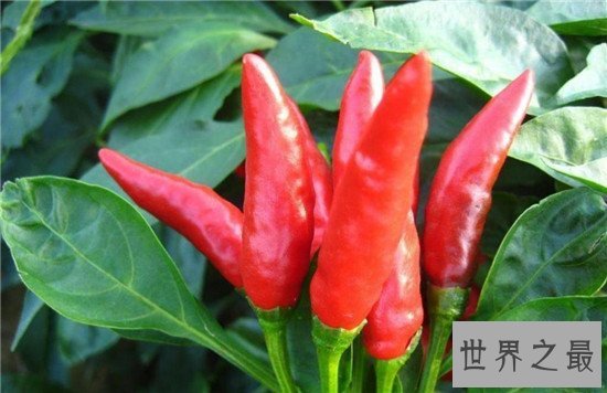 世界上最辣的辣椒TOP10,这种辣椒以死神为名!