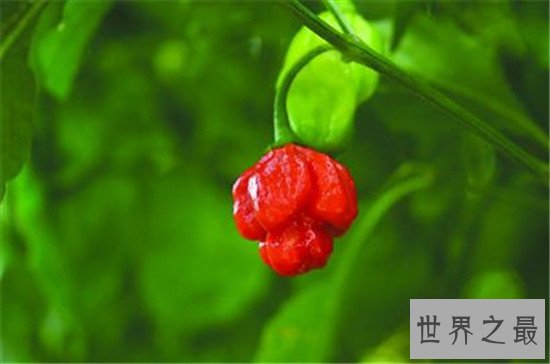 世界上最辣的辣椒TOP10,这种辣椒以死神为名!