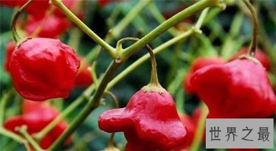 世界上最辣的辣椒TOP10,这种辣椒以死神为名!