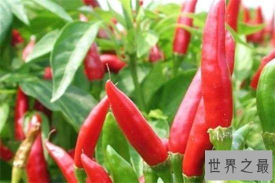 世界上最辣的辣椒TOP10,这种辣椒以死神为名!