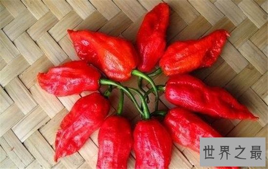 世界上最辣的辣椒TOP10,这种辣椒以死神为名!