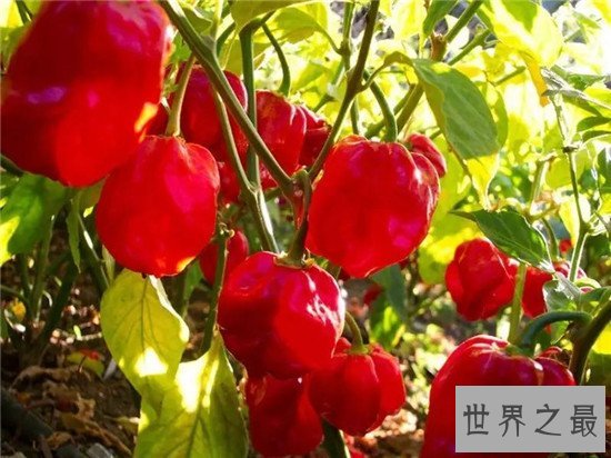 世界上最辣的辣椒TOP10,这种辣椒以死神为名!
