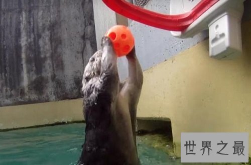 互联网上最受欢迎的十大宠物 ,你最喜欢的是谁?