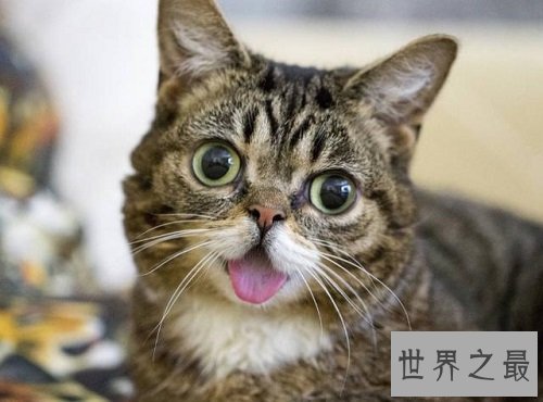 互联网上最受欢迎的十大宠物 ,你最喜欢的是谁?