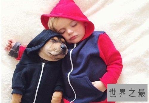 互联网上最受欢迎的十大宠物 ,你最喜欢的是谁?