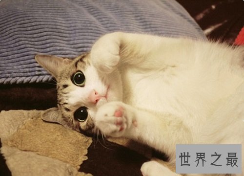 互联网上最受欢迎的十大宠物 ,你最喜欢的是谁?