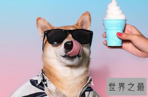 互联网上最受欢迎的十大宠物 ,你最喜欢的是谁?