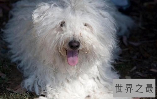 互联网上最受欢迎的十大宠物 ,你最喜欢的是谁?