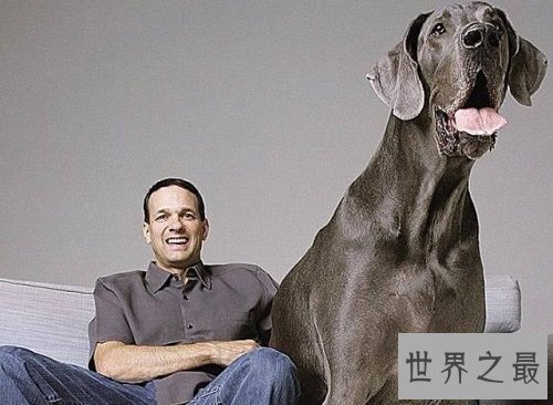 互联网上最受欢迎的十大宠物 ,你最喜欢的是谁?