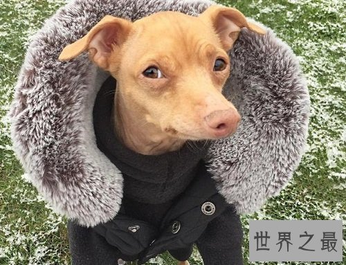 互联网上最受欢迎的十大宠物 ,你最喜欢的是谁?