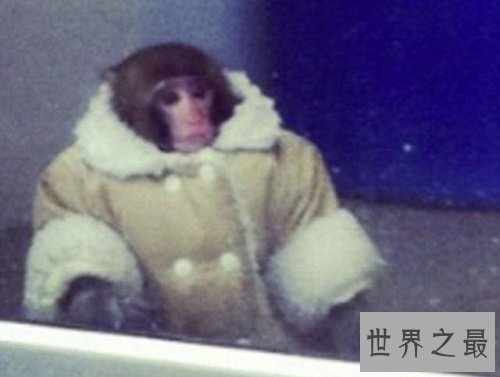 互联网上最受欢迎的十大宠物 ,你最喜欢的是谁?