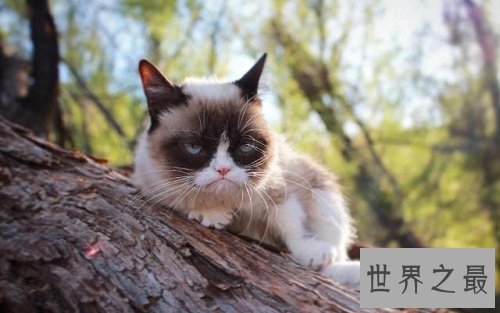 互联网上最受欢迎的十大宠物 ,你最喜欢的是谁?