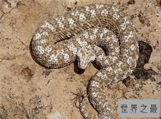 世界上最奇怪的蛇排行,竟然还有防蚊子的功效