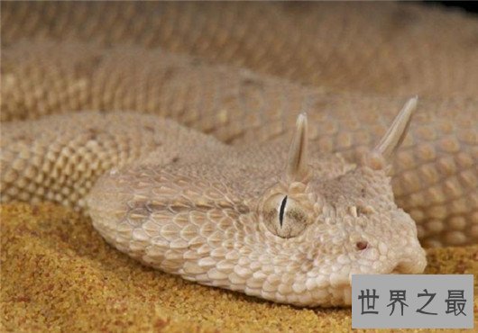 世界上最奇怪的蛇排行,竟然还有防蚊子的功效