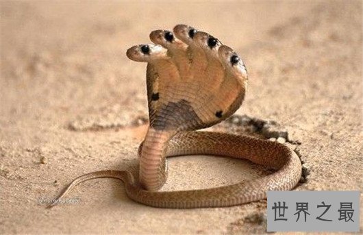 世界上最奇怪的蛇排行,竟然还有防蚊子的功效