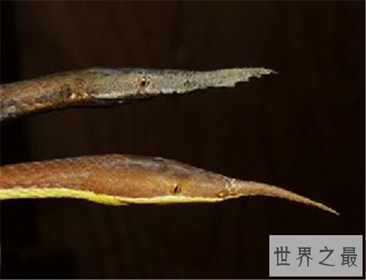 世界上最奇怪的蛇排行,竟然还有防蚊子的功效