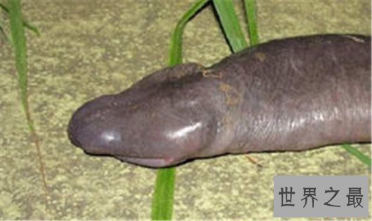 世界上最奇怪的蛇排行,竟然还有防蚊子的功效